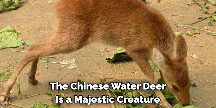 The Chinese Water Deer 
Is a Majestic Creature