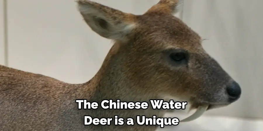 The Chinese Water 
Deer is a Unique