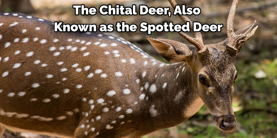 The Chital Deer, Also Known as the Spotted Deer