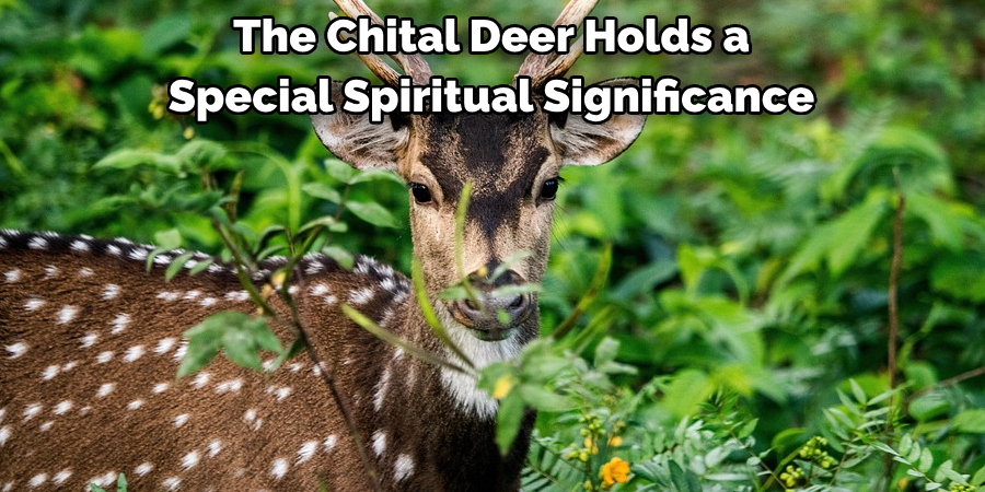 The Chital Deer Holds a 
Special Spiritual Significance