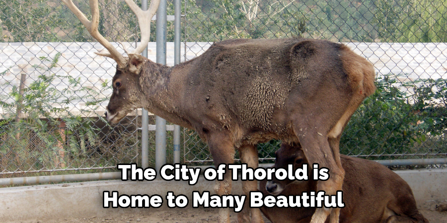 The City of Thorold is 
Home to Many Beautiful