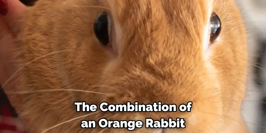 The Combination of 
an Orange Rabbit
