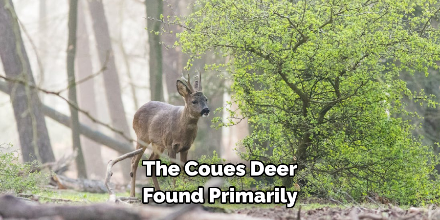 The Coues Deer
Found Primarily