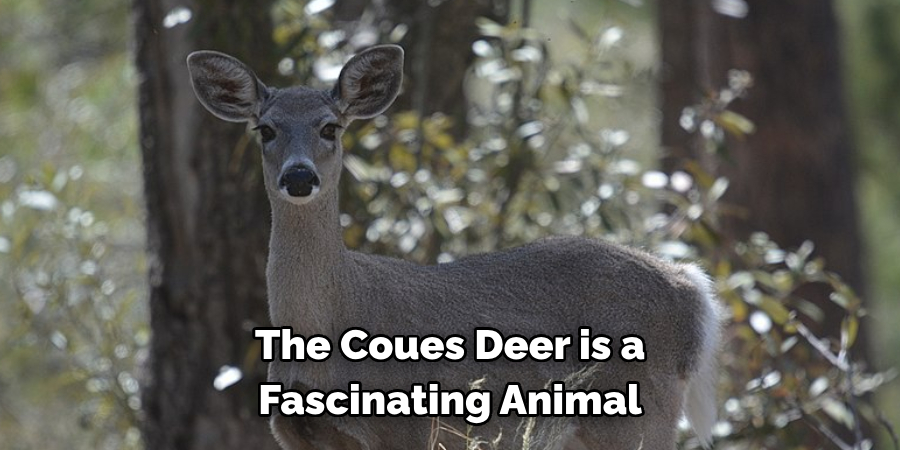 The Coues Deer is a 
Fascinating Animal