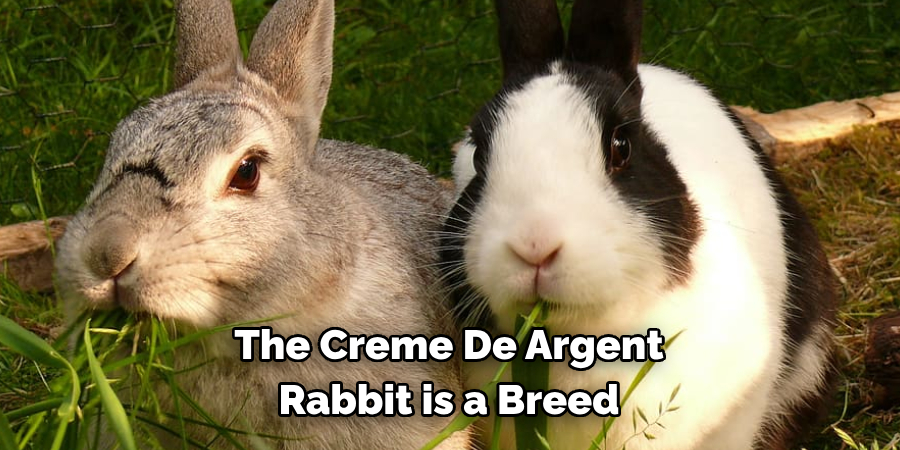 The Creme De Argent 
Rabbit is a Breed 
