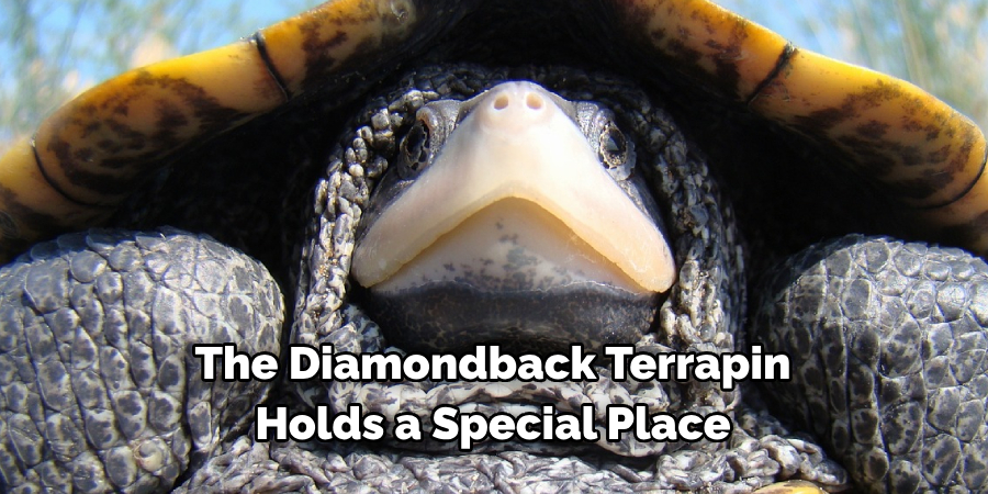 The Diamondback Terrapin 
Holds a Special Place 