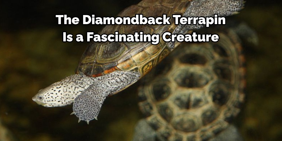 The Diamondback Terrapin 
Is a Fascinating Creature