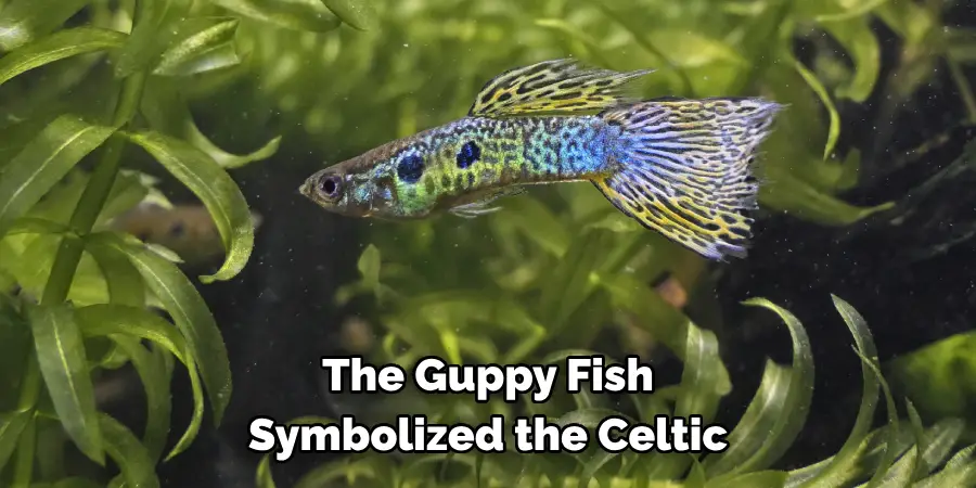 The Guppy Fish 
Symbolized the Celtic