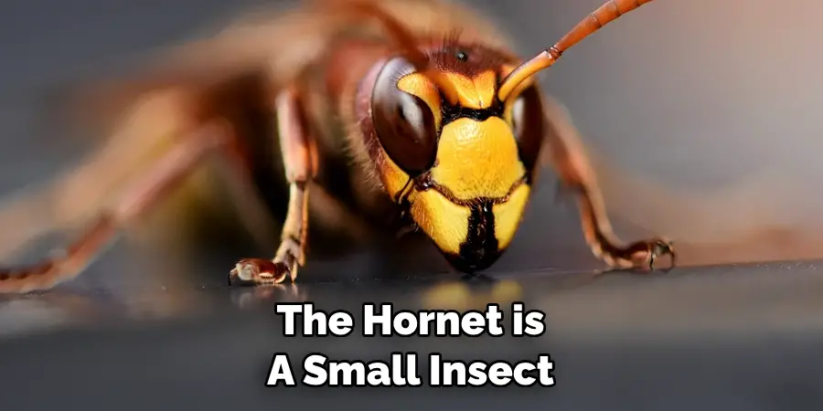 The Hornet is 
A Small Insect
