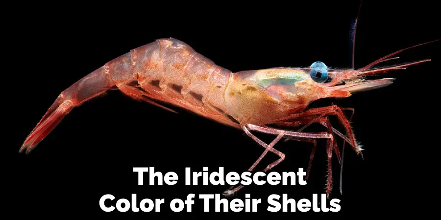 The Iridescent Color of Their Shells
