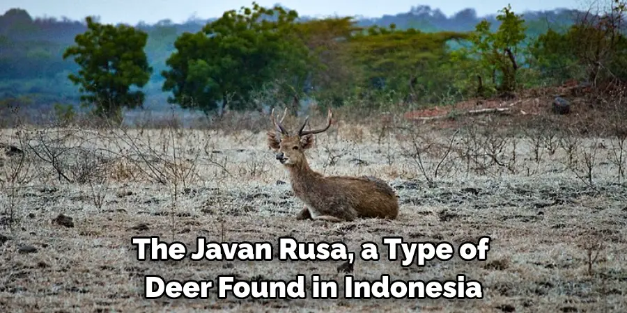 The Javan Rusa, a Type of 
Deer Found in Indonesia