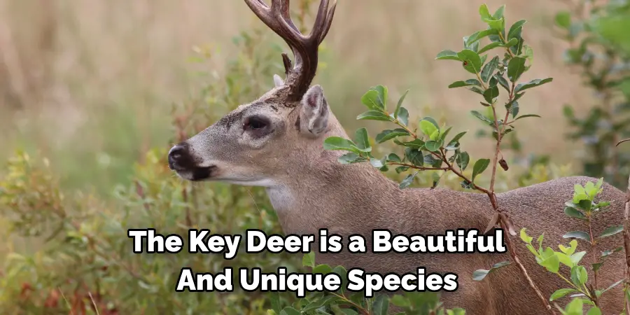 The Key Deer is a Beautiful 
And Unique Species