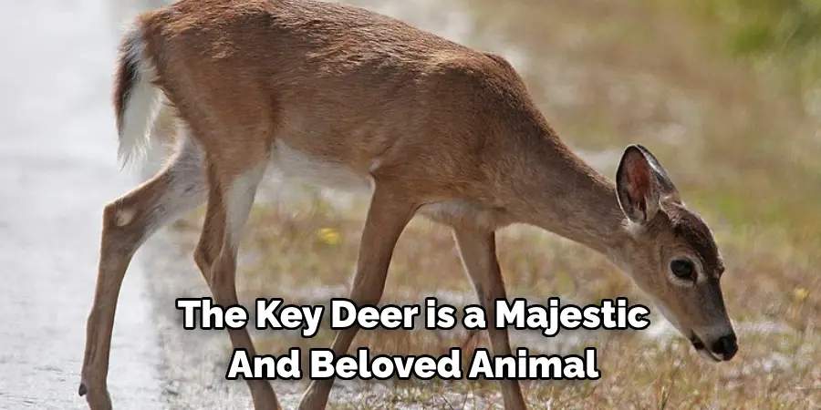 The Key Deer is a Majestic 
And Beloved Animal