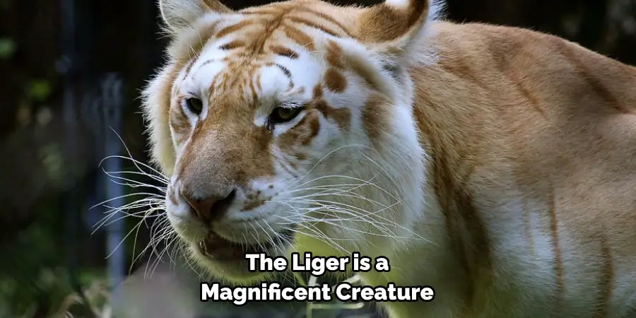 The Liger is a 
Magnificent Creature