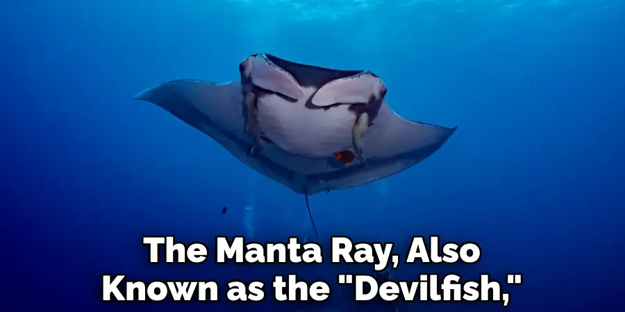 The Manta Ray, Also Known as the "Devilfish,"