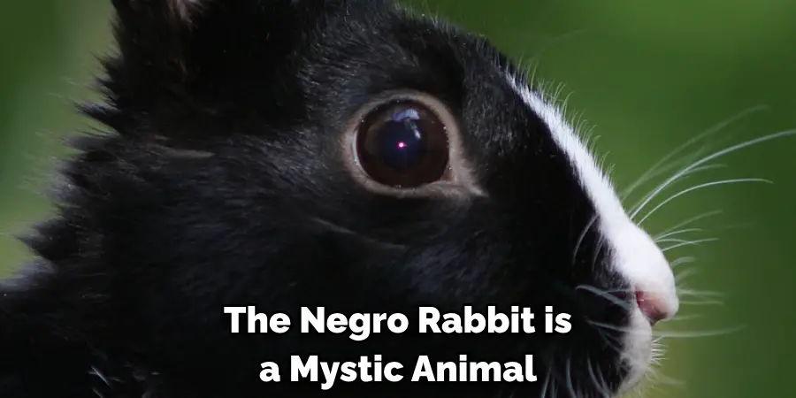 The Negro Rabbit is a Mystic Animal