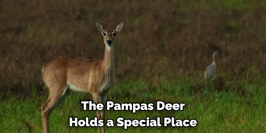 The Pampas Deer 
Holds a Special Place