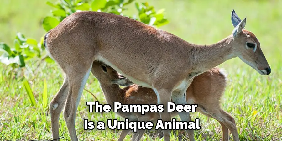The Pampas Deer 
Is a Unique Animal