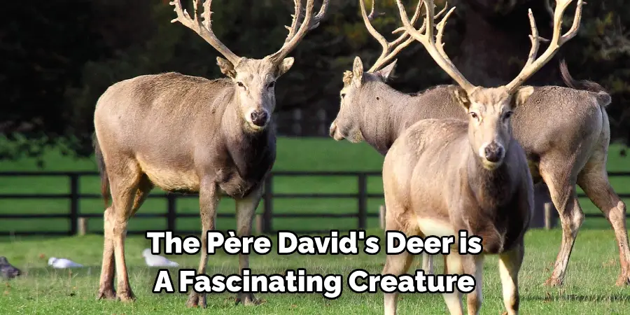 The Père David's Deer is 
A Fascinating Creature