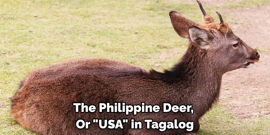 The Philippine Deer, 
Or "Usa" in Tagalog