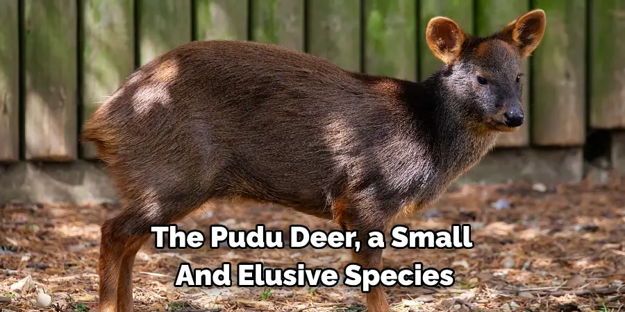 The Pudu Deer, a Small 
And Elusive Species