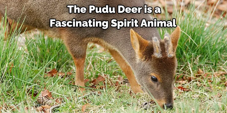 The Pudu Deer is a 
Fascinating Spirit Animal 