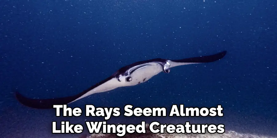 The Rays Seem Almost Like Winged Creatures