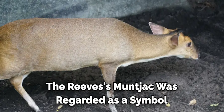 The Reeves's Muntjac Was 
Regarded as a Symbol 