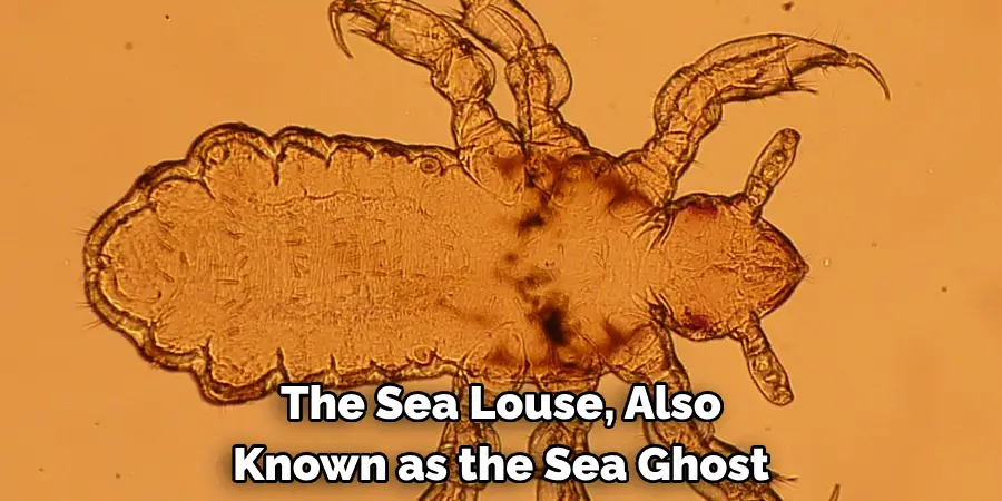 The Sea Louse, Also 
Known as the Sea Ghost