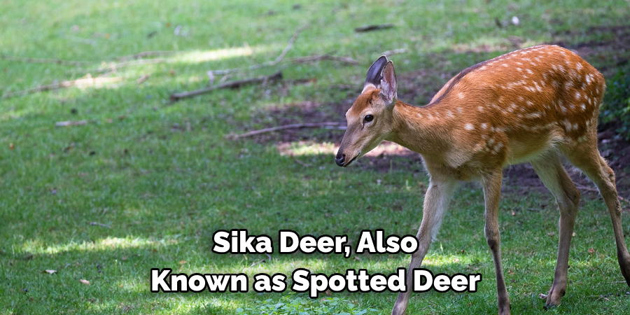 The Sika Deer, Also 
Known as the Japanese Deer