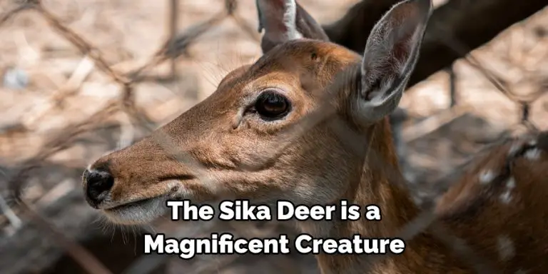 Sika Deer Spiritual Meaning, Symbolism and Totem (2024)