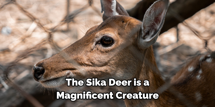 The Sika Deer is a 
Magnificent Creature