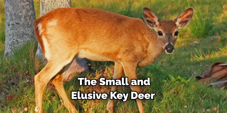 The Small and Elusive Key Deer 