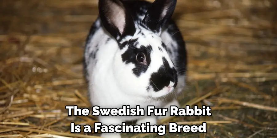 The Swedish Fur Rabbit 
Is a Fascinating Breed