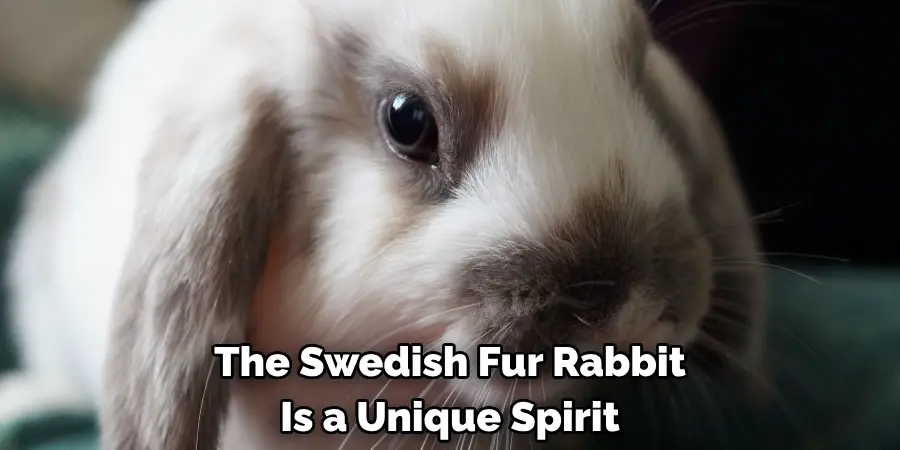 The Swedish Fur Rabbit
Is a Unique Spirit 