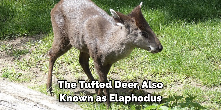 The Tufted Deer, Also 
Known as Elaphodus