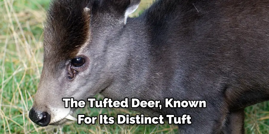 The Tufted Deer, Known 
For Its Distinct Tuft