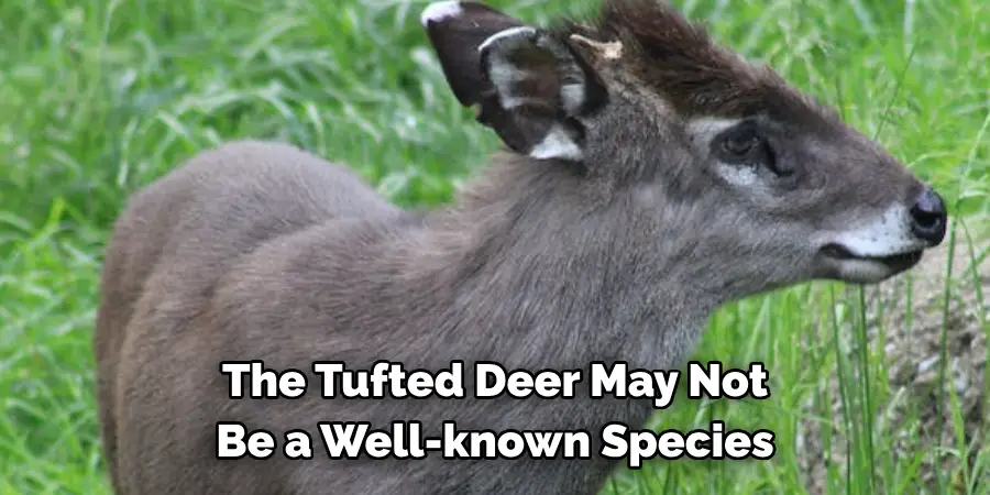 The Tufted Deer May Not 
Be a Well-known Species