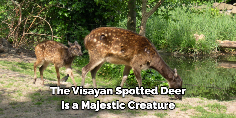 The Visayan Spotted Deer 
Is a Majestic Creature