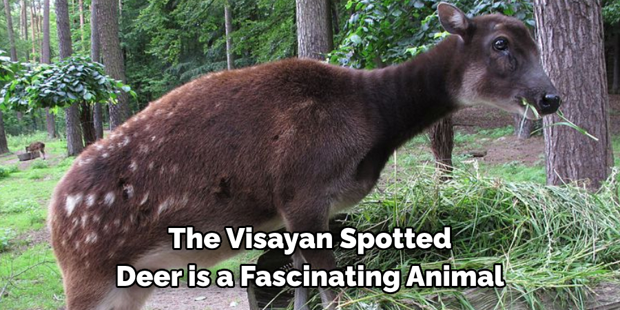 The Visayan Spotted
Deer is a Fascinating Animal