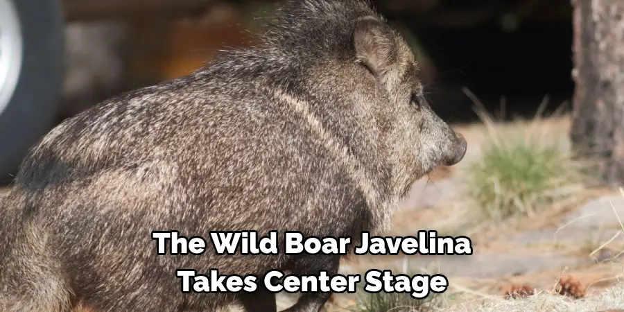 The Wild Boar Javelina 
Takes Center Stage 