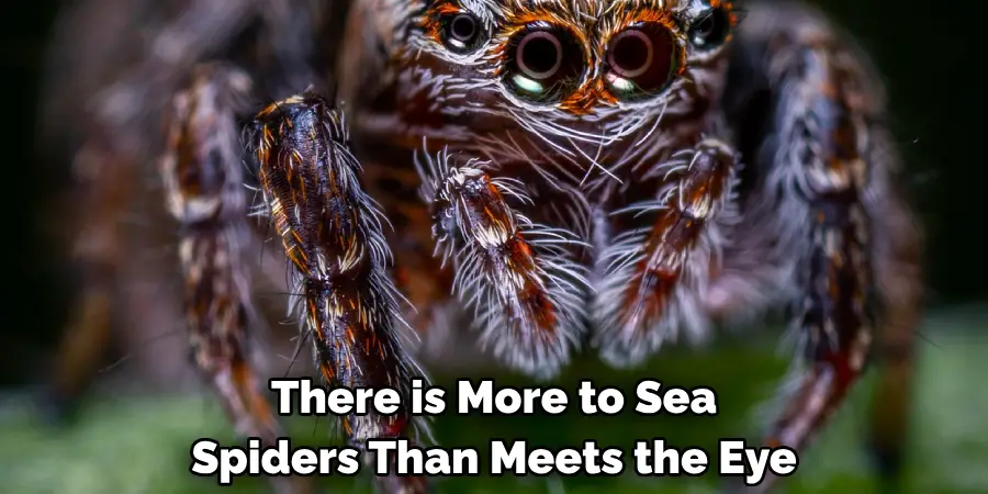 There is More to Sea 
Spiders Than Meets the Eye