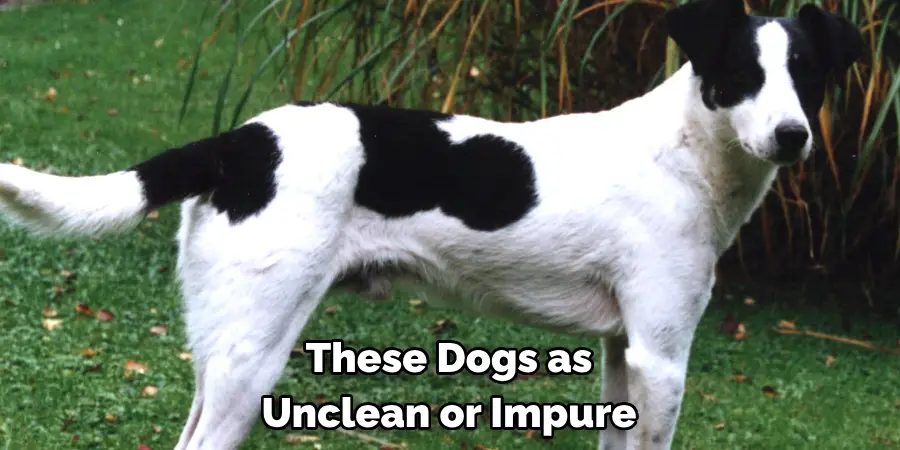These Dogs as Unclean or Impure