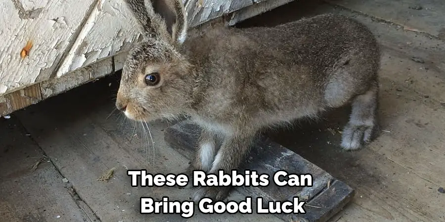 These Rabbits Can 
Bring Good Luck