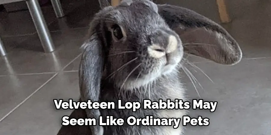 Velveteen Lop Rabbits May 
Seem Like Ordinary Pets