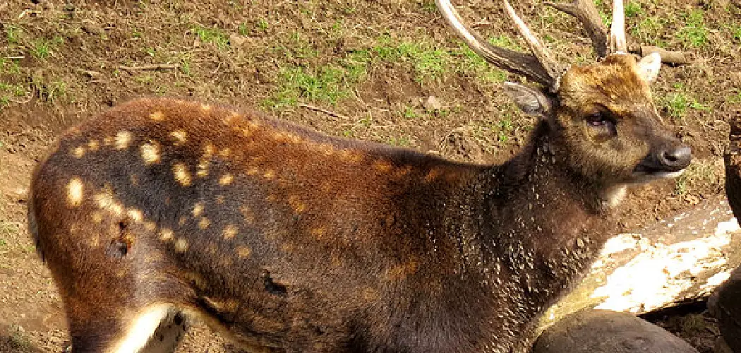 Visayan Spotted Deer Spiritual Meaning