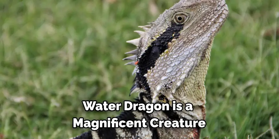 Water Dragon is a 
Magnificent Creature