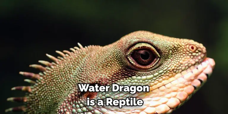 Water Dragon Spiritual Meaning, Symbolism and Totem (2025)