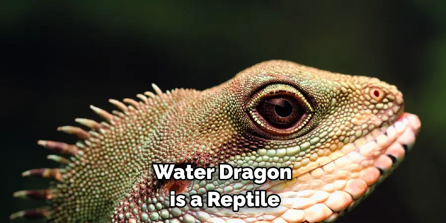 Water Dragon
 is a Reptile