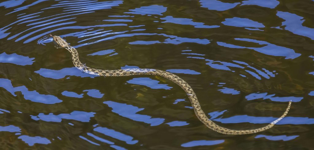 Water Snake Spiritual Meaning